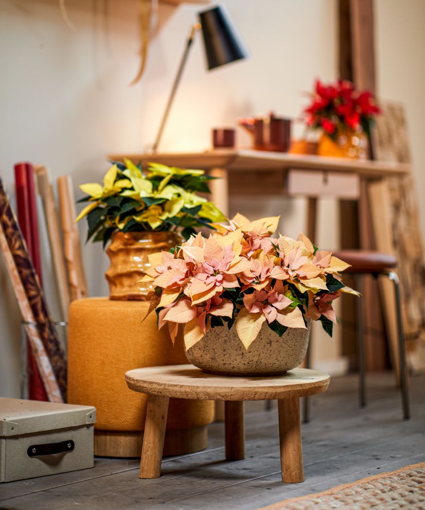 2022-poinsettia-01000-cosy-autumn-02